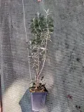 p9-rokitnik-pospolity-hippophae-rhamnoides-kod-produktu-gk-rokitnik-pospolity-hippopha