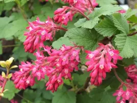 gk-porzeczka-krwista-ribes-sanguineum-atrorubens