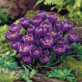 krokus-wielkokwiatowy-flower-record-5-szt-cebulki-cebule-kwiaty-fioletowy