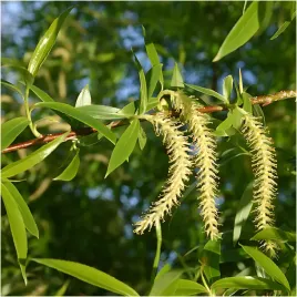 p11-wierzba-krucha-salix-fragillis-miododajna-sadzonka