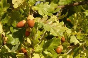 c2-dab-szypulkowy-quercus-robur-20-40-cm