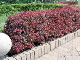 gk-berberys-thunberga-atropurpurea-10-20-cm-zywoplot-miododajny