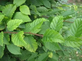 p9-grab-pospolity-carpinus-betulas-100-150-cm