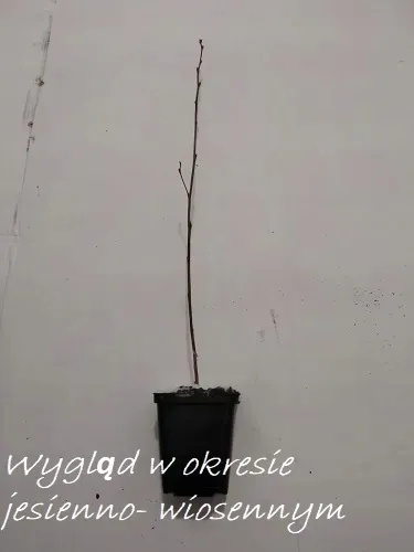 p9-brzoza-papierowa-roslina-w-postaci-sadzonka-w-pojemniku-05-1l