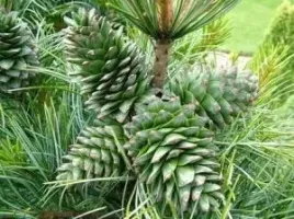 p9-sosna-koreanska-pinus-koraiensis