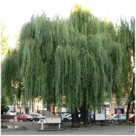 gk-wierzba-biala-placzaca-sadzonka-80-120-cm-salix-alba