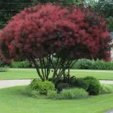 c2-perukowiec-royal-purple