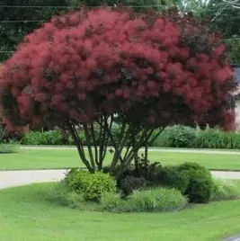 c2-perukowiec-royal-purple