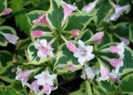 p9-krzewuszka-cudowna-weigela-florida-variegata-bialo-zielona