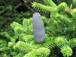 p9-jodla-veitichii-10-15-cm-abies