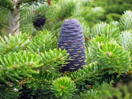 p9-jodla-koreanska-10-20-cm