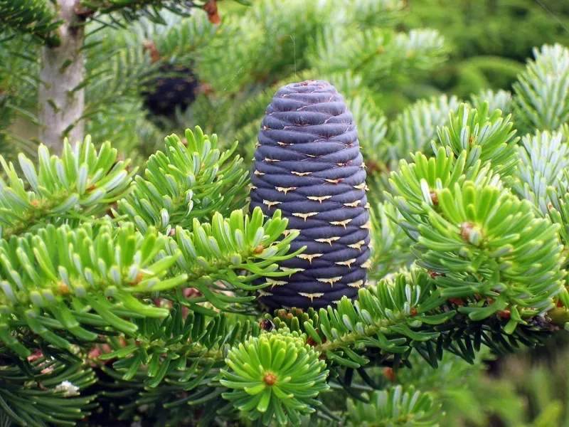 p9-jodla-koreanska-10-20-cm