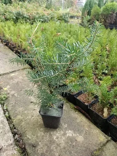 p9-jodla-koreanska-10-20-cm-roslina-w-postaci-sadzonka-w-pojemniku-05-1l