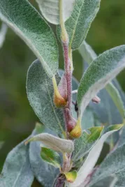 p11-wierzba-laponska-idealna-na-zywoplot-i-jako-ozdoba-do-ogrodu-miododajna