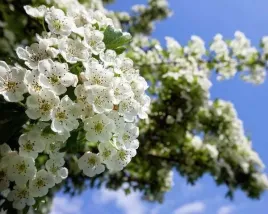 p11-glog-jednoszyjkowy-crataegus-monogyna