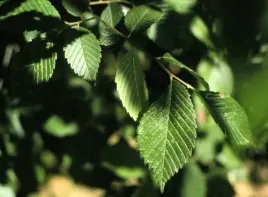 c2-wiaz-syberyjski-ulmus-pumila-200-250-cm