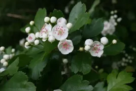p11-glog-dwuszyjkowy-crataegus-oxyacantha