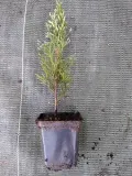 p9-thuja-tuja-szmaragd-light-10-20-cm-rodzaj-rosliny-inny