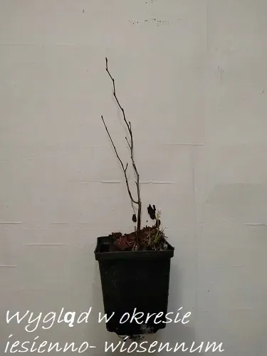 p9-grab-pospolity-carpinus-betulas-rodzaj-rosliny-inny