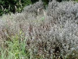 p11-wierzba-repens-niska-roslina-okrywowa-przyjazna-pszczolom-miododajna