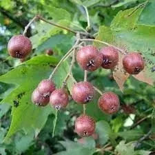 p11-jarzab-brekina-sorbus-torminalis-80-120-cm-miododajny