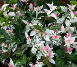 p11-wierzba-szara-tricolor-ozdoba-do-kazdego-ogrodu-miododajna-dekoracyjna