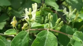 p11-wiciokrzew-pospolity-lonicera-xylosteum-biale-kwiaty