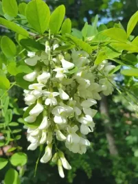 p11-akacja-robinia-hispidia-akacjowa-grochodrzew-miododajna-20-30-cm