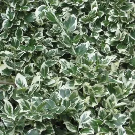 m-trzmielina-enonymus-emeralden-gaiety