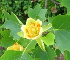 p11-tulipanowiec-amerykanski-miododajny-tulipan