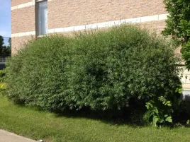 p9-wierzba-purpurowa-gracilis-miododajna