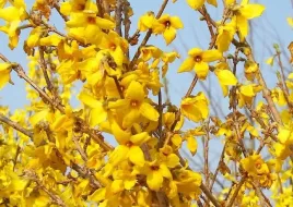 gk-forsycja-posrednia-zwiastun-wiosny