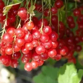 p11-porzeczka-czerwona-ribes-rubrum-rolan-bogatra-w-witaminy