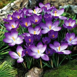krokus-wiosenny-ruby-giant-5-szt-cebulki-cebule-kwiaty-fioletowy-rozowy