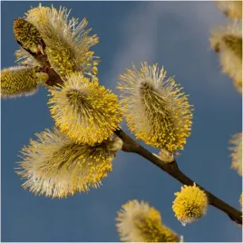 c2-wierzba-wiciowa-salix-vinimilis-miododajna-sadzonka-70-90-cm