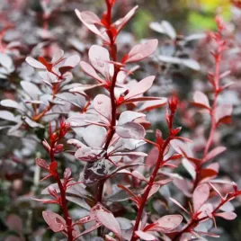 p9-berberys-thunberga-dart-s-red-lady