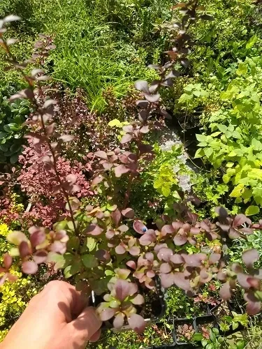 p9-berberys-thunberga-dart-s-red-lady-rodzaj-rosliny-inny