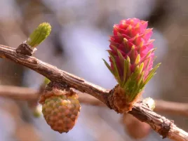 p11-modrzew-europejski-roslina-dla-pszczol-i-milosnikow-natury-miododajny