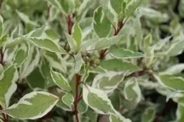 p9-deren-bialy-cornus-alba-elegantissima-czerwone-pedy-80-120-cm