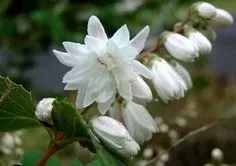 p9-zylistek-szorstki-10-20-cm