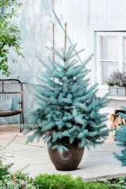 zywa-choinka-swierk-srebrny-130-150-cm-picea-pungens