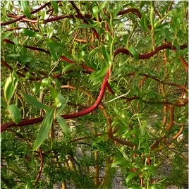 c10-wierzba-mandzurska-150-cm-miododajna-sadzonka