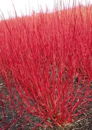 gk-deren-bialy-cornus-alba-czerwone-pedy-80-120-cm