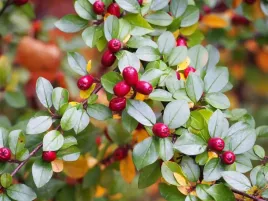 p9-irga-rozkrzewiona-duvaricata-cotoneaster-divaricatus