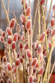 gk-wierzba-smukloszyjkowa-mt-mount-aso-salix-gracilistyla-czerwone-bazie