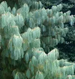 p9-sosna-armanda-pinus-armandii