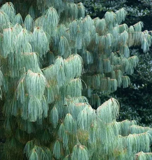 p9-sosna-armanda-pinus-armandii