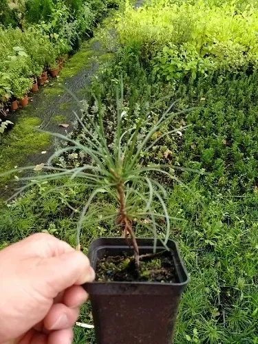 p9-sosna-armanda-pinus-armandii-rodzaj-rosliny-inny