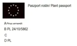 p9-sosna-armanda-pinus-armandii-roslina-w-postaci-sadzonka-w-pojemniku-05-1l