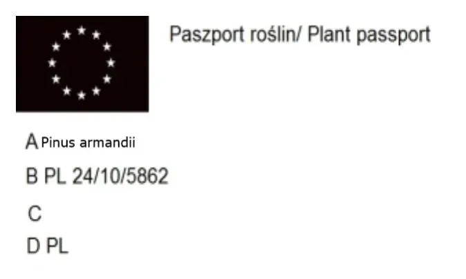 p9-sosna-armanda-pinus-armandii